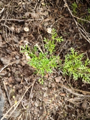 Argyranthemum frutescens