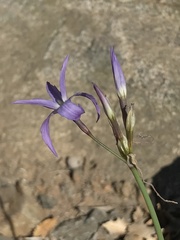Leucocoryne violacescens