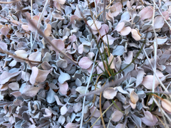 Eriogonum ovalifolium