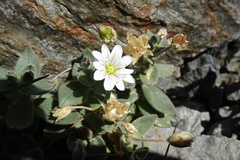 Cerastium pyrenaicum