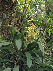Oncidium sphacelatum