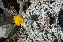 Jacobaea leucophylla