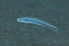 Ptereleotris rubristigma