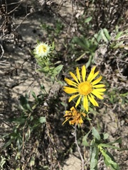 Grindelia stricta