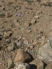 Leucocoryne violacescens