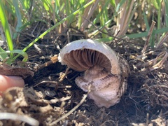 Agaricus