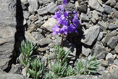 Linaria alpina
