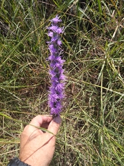 Liatris spicata