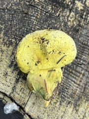 Buchwaldoboletus sphaerocephalus