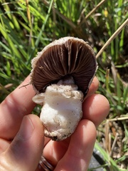 Agaricus