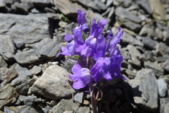 Linaria alpina