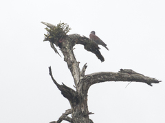 Patagioenas cayennensis
