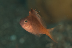 Cyprinocirrhites polyactis