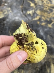 Buchwaldoboletus sphaerocephalus