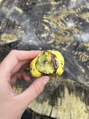 Buchwaldoboletus sphaerocephalus