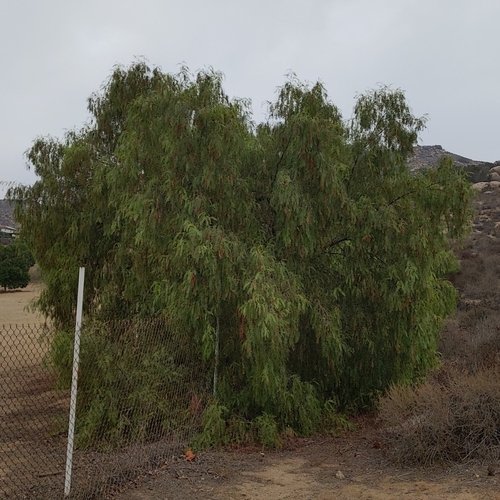 Schinus molle