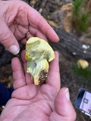 Buchwaldoboletus sphaerocephalus