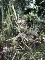 Coleataenia rigidula