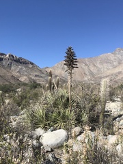 Puya
