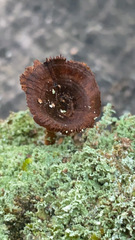 Coltricia cinnamomea