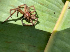 Cupiennius salei