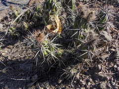 Corynopuntia invicta