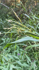 Sorghum halepense