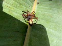 Cupiennius salei