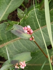 Persicaria maculosa