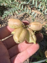 Astragalus douglasii