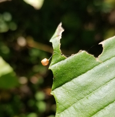 Theridiosoma
