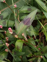 Persicaria maculosa
