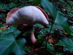 Rhodocollybia butyracea
