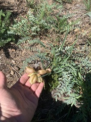 Astragalus douglasii