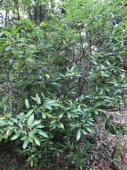 Frangula californica