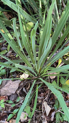 Yucca filamentosa