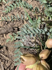 Astragalus douglasii
