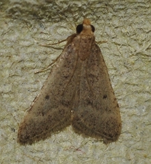 Bostra obsoletalis