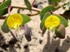 Rafnia acuminata