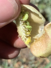 Astragalus douglasii