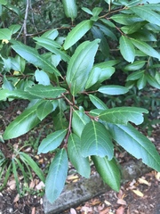 Frangula californica