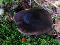 Pluteus