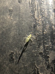 Euceraphis