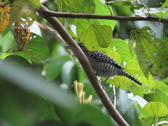 Thamnophilus multistriatus