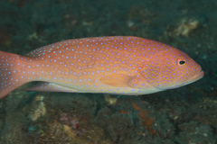 Variola albimarginata