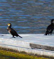 Phalacrocorax carbo