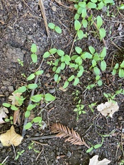 Hydrocotyle verticillata