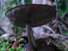 Pluteus