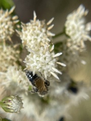 Tiphiinae