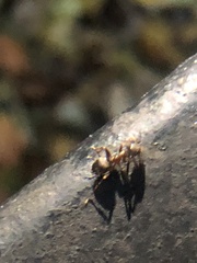 Lasius niger